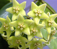 Hoya Carnosa Flower seeds for Planting - Perfect for Borders, Heirloom & GMO Free Seeds for Home Garden