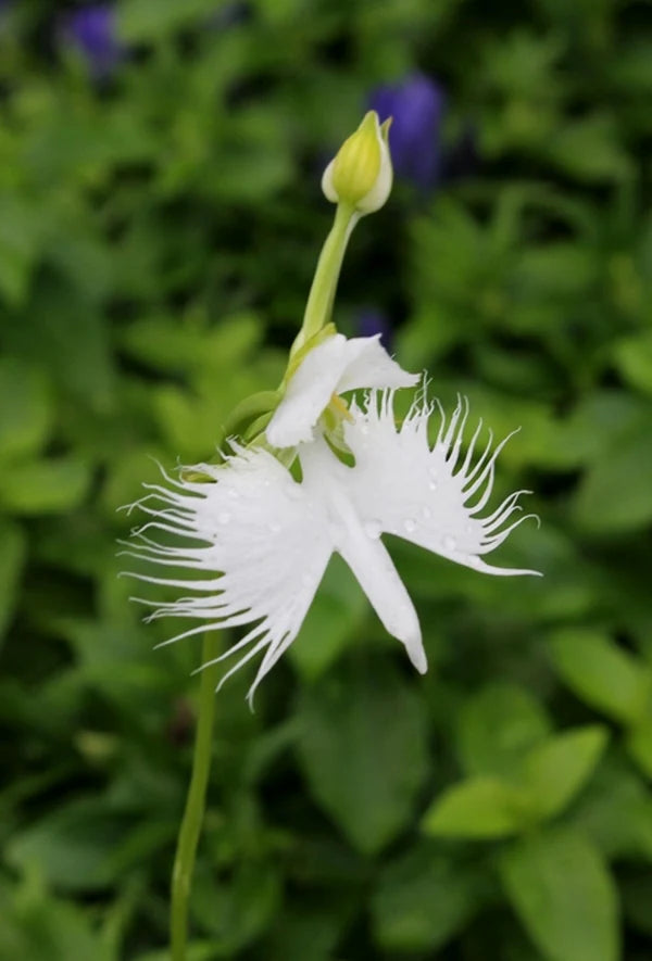 White Radiata Flower seeds for Planting Pollinator Friendly Heirloom & GMO Free Seeds for Home Garden
 
 Sale