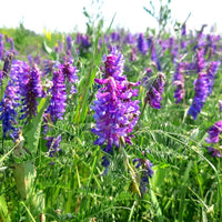Purple Vetch Flower seeds for Planting - Perfect for Borders, Heirloom & GMO Free Seeds for Home Garden