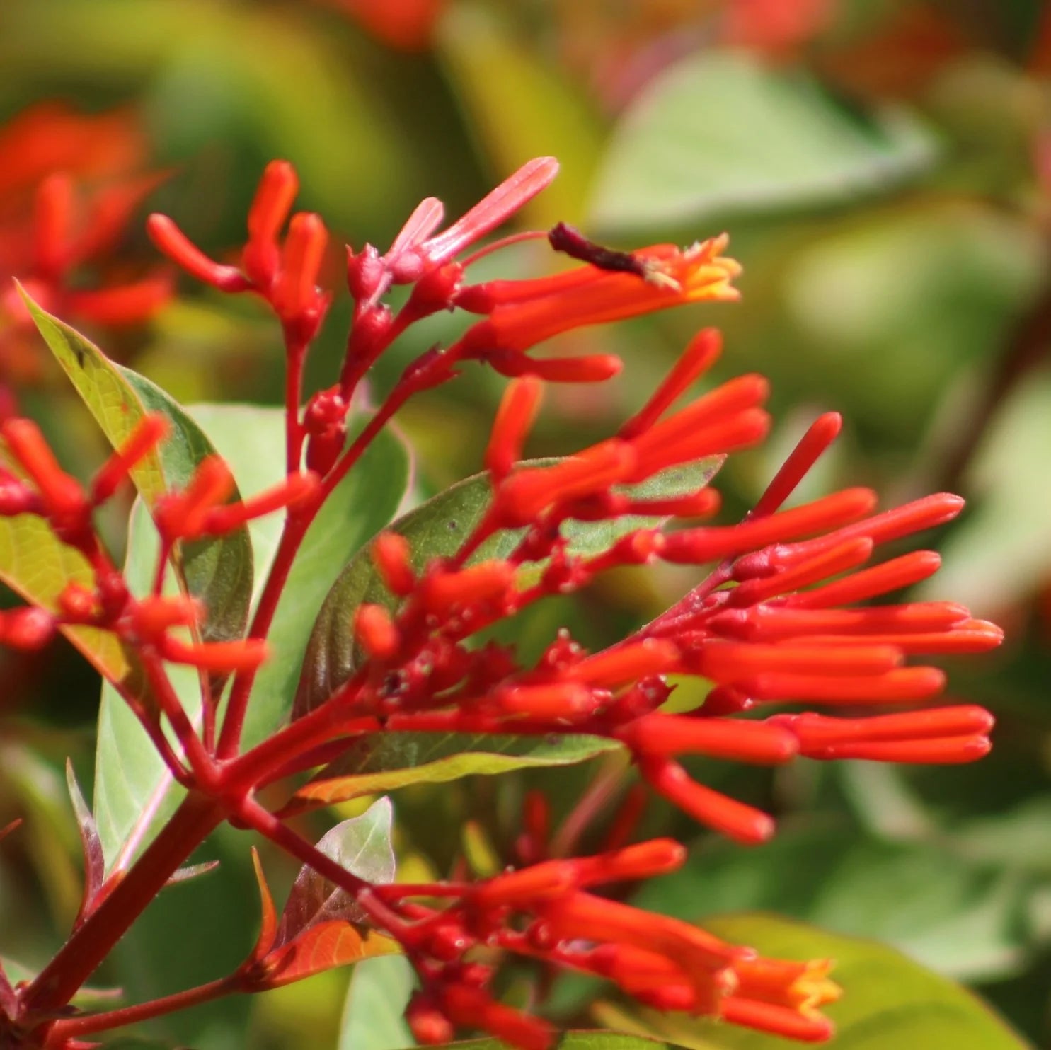 Hamelia Patens Flower seeds for Planting Fragrant Blossoms Heirloom & GMO Free Seeds for Home Garden
