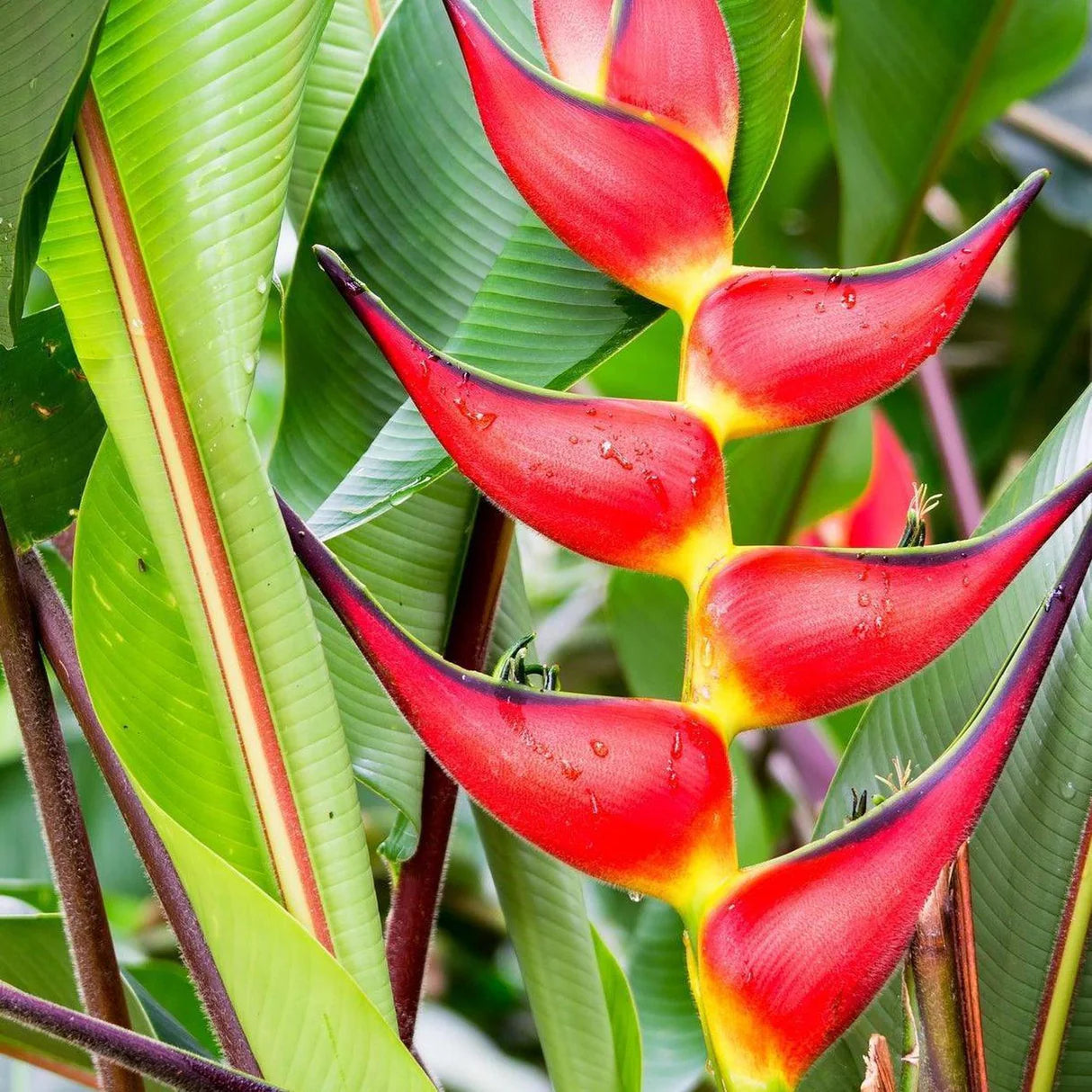 False Bird of Paradise Flower seeds for Planting Colorful Display Heirloom & GMO Free Seeds for Home Garden