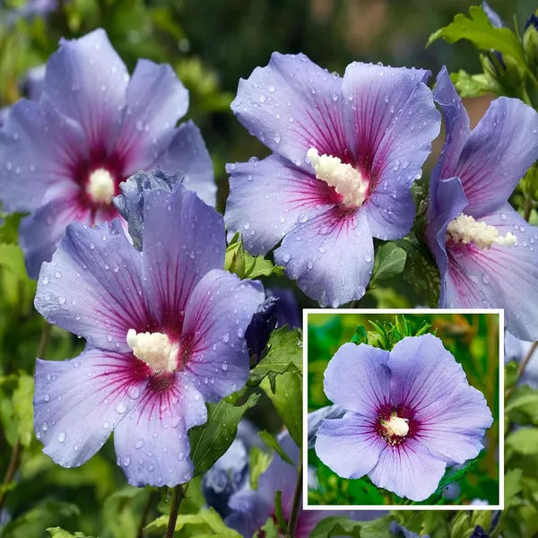 Purple Hibiscus Flower Seeds for Planting Sun Loving Heirloom & GMO Free Seeds for Home Garden
 
 Sale