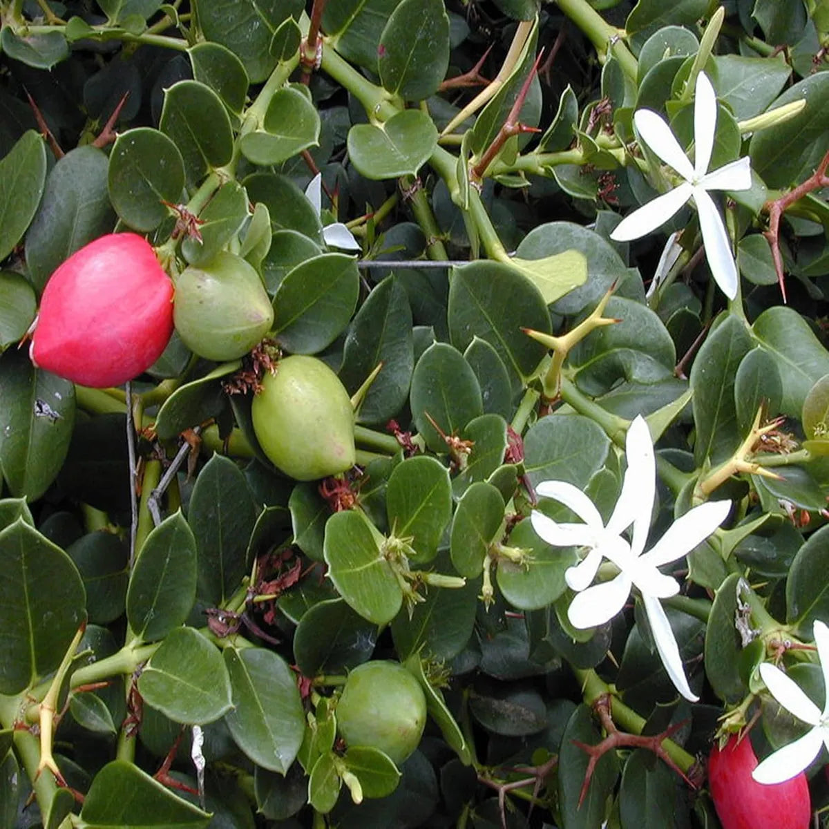 Carandas Fruit Seeds: Essential Planting Guide