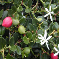 Carandas Fruit Seeds: Essential Planting Guide