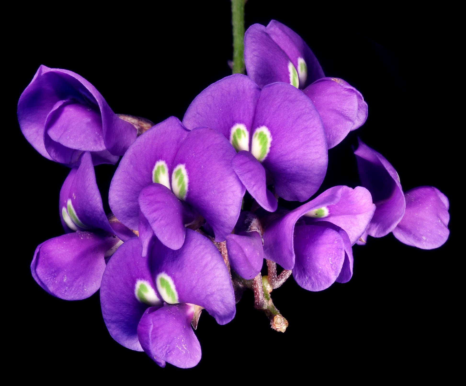 Hardenbergia Flower seeds for Planting Hardy Variety Heirloom & GMO Free Seeds for Home Garden