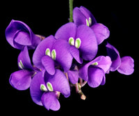 Hardenbergia Flower seeds for Planting Hardy Variety Heirloom & GMO Free Seeds for Home Garden