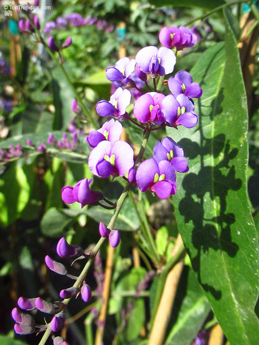 Coral Pea Flower seeds for Planting, Shade Tolerant Heirloom & GMO Free Seeds for Home Garden