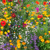 Meadow Flower seeds for Planting - Wildflower Mix, Heirloom & GMO Free Seeds for Home Garden