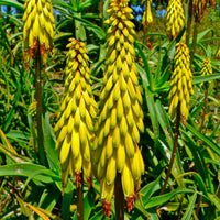Yellow Green Aloe Flower seeds for Planting Shade Tolerant Heirloom & GMO Free Seeds for Home Garden