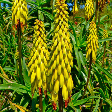 Yellow Green Aloe Flower seeds for Planting Shade Tolerant Heirloom & GMO Free Seeds for Home Garden