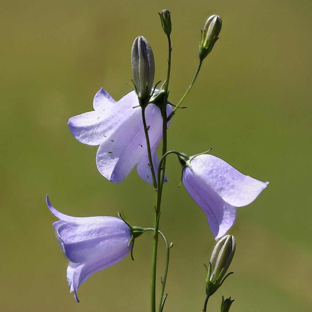 Harebell Flower seeds for Planting, Premium Quality Heirloom & GMO Free Seeds for Home Garden