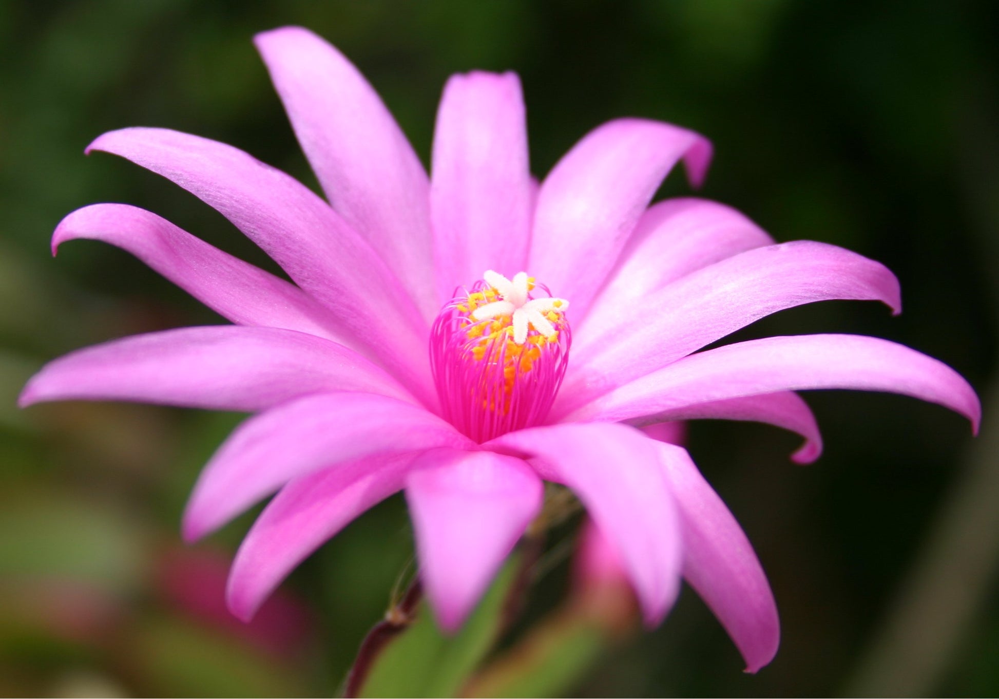 Hatiora Flower seeds for Planting Fragrant Blossoms Heirloom & GMO Free Seeds for Home Garden 
 
 Sale