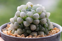 Haworthia Cooperi Flower seeds for Planting - Compact Growth, Heirloom & GMO Free Seeds for Home Garden