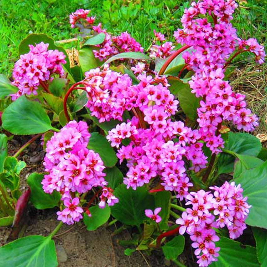 Pink Bergenia Flower seeds for Planting - Shade Tolerant, Heirloom & GMO Free Seeds for Home Garden
