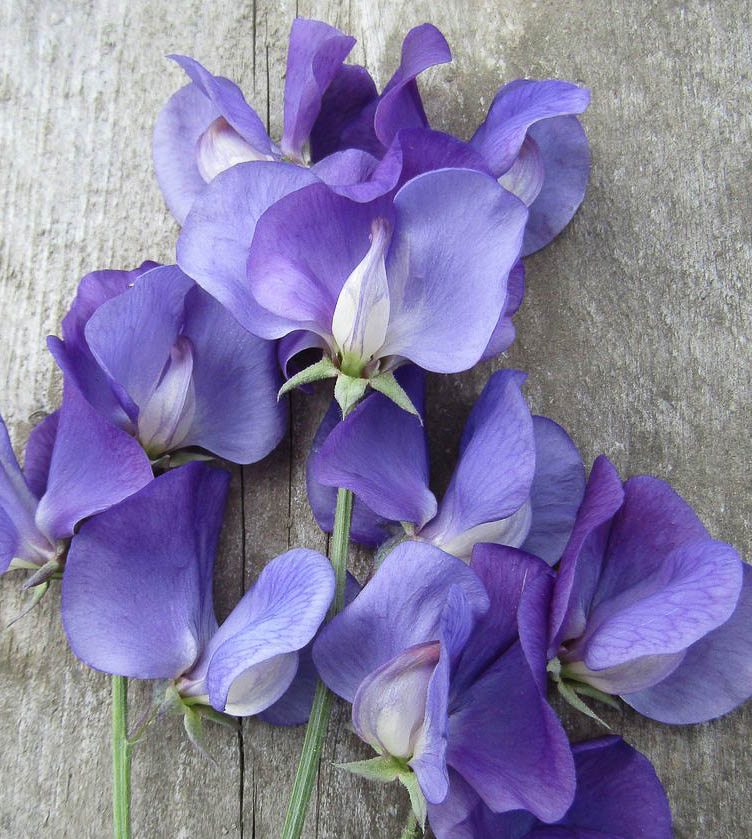 Blue Sweet Pea Flower Seeds Flower seeds for Planting Cottage Garden Essential Heirloom & GMO Free Seeds for Home Garden