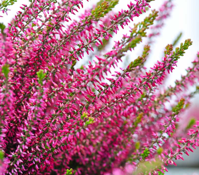 Heather Flower seeds for Planting - Cottage Garden Essential, Heirloom & GMO Free Seeds for Home Garden
