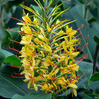 Hedychium Gardnerianum Flower seeds for Planting Cottage Garden Essential Heirloom & GMO Free Seeds for Home Garden