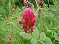 Silla Flower seeds for Planting Cut Flower Favorite Heirloom & GMO Free Seeds for Home Garden