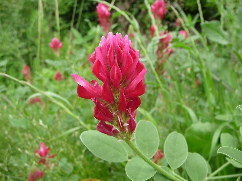 Silla Flower seeds for Planting Cut Flower Favorite Heirloom & GMO Free Seeds for Home Garden