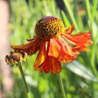 Helenium Flower seeds for Planting Bright Blooms Heirloom & GMO Free Seeds for Home Garden