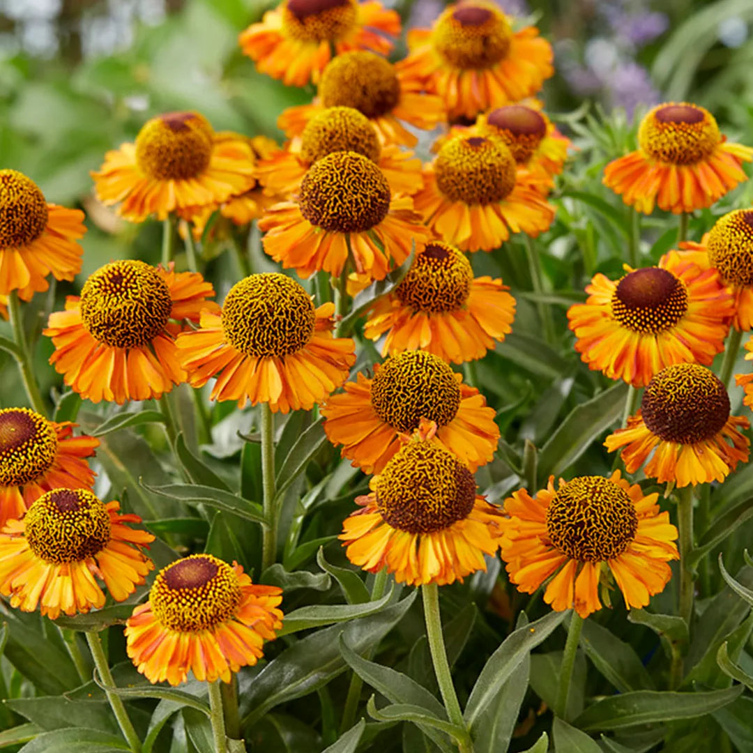 Helenium Autumn Lollipop Flower seeds for Planting Drought Tolerant Heirloom & GMO Free Seeds for Home Garden