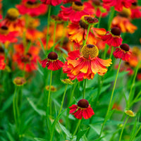 Helenium Flower seeds for Planting Bright Blooms Heirloom & GMO Free Seeds for Home Garden