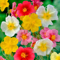 Mixed Helianthemum Mutabile Flower Planting Seeds  Bright & Colorful Annuals for Your Garden