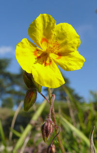 Helianthemum Flower seeds for Planting Bright Blooms Heirloom & GMO Free Seeds for Home Garden