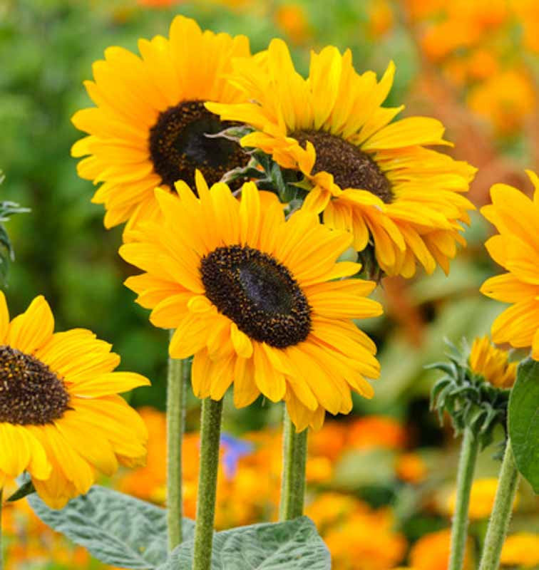 Yellow Helianthus Flower seeds for Planting - Easy to Grow, Heirloom & GMO Free Seeds for Home Garden