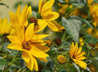 Yellow Maximilian SunFlower seeds for Planting Compact Growth Heirloom & GMO Free Seeds for Home Garden
 
 Sale
