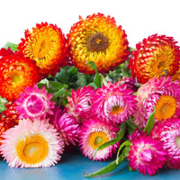 Mixed Helichrysum Flower Seeds for Planting