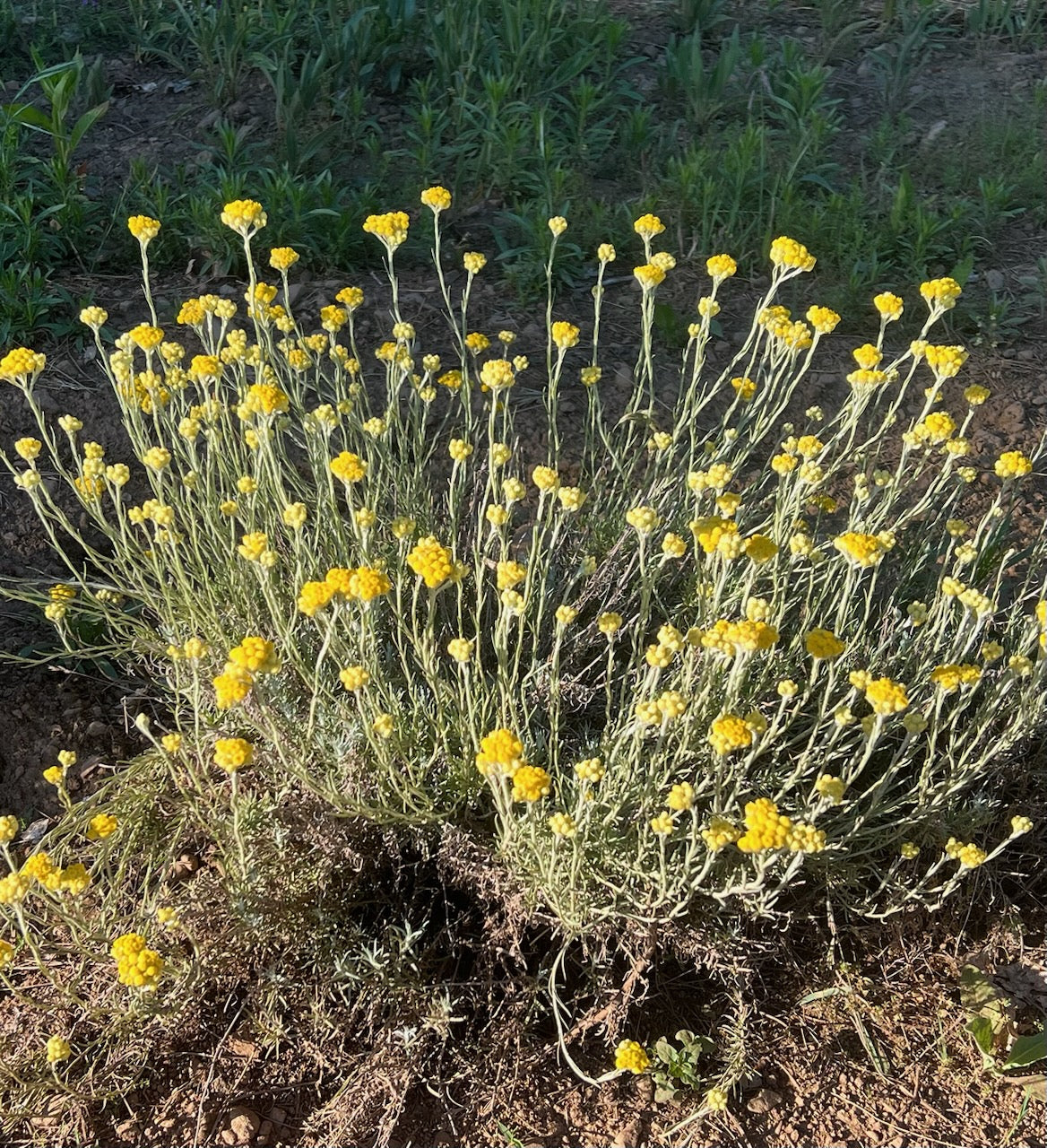 Helichrysum Italicum Flower seeds for Planting - Wildflower Mix, Heirloom & GMO Free Seeds for Home Garden