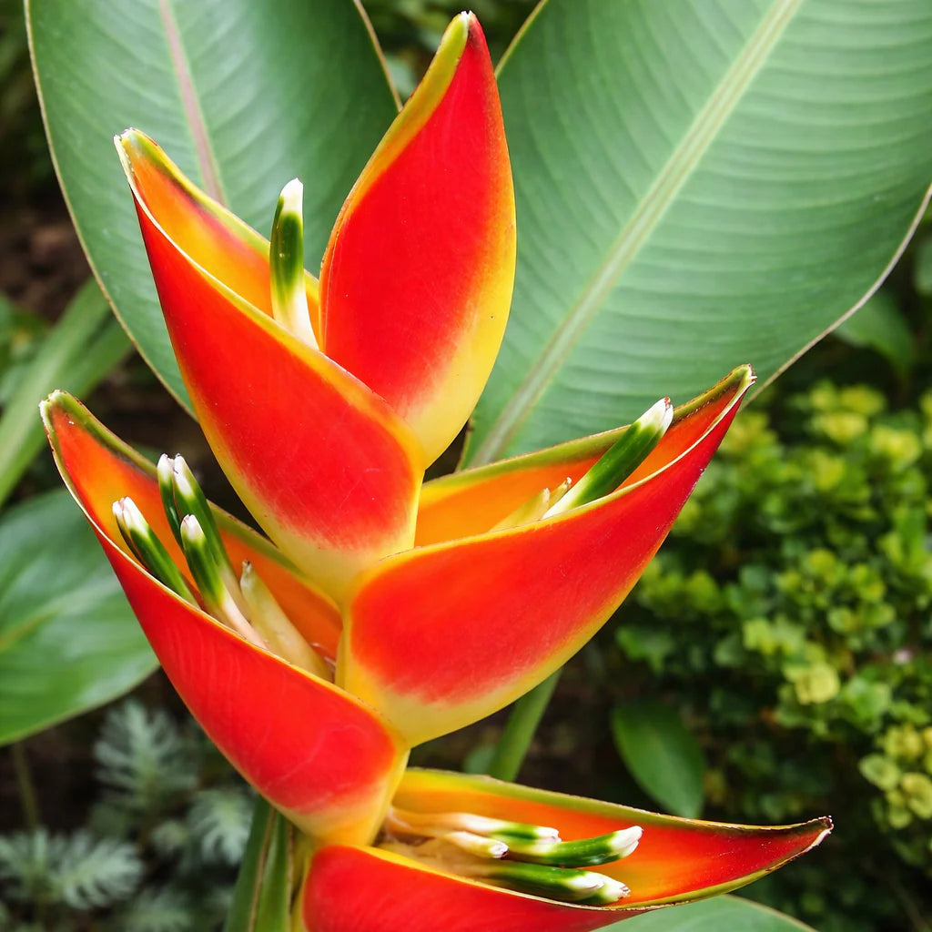 Heliconia Flower seeds for Planting Perfect for Borders Heirloom & GMO Free Seeds for Home Garden