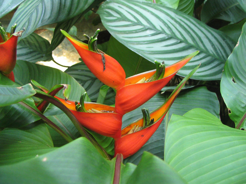 Heliconia Harlingii Flower seeds for Planting Easy to Grow Heirloom & GMO Free Seeds for Home Garden