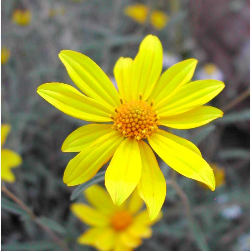 Auffälliges GOLDENEYE Viguiera Multiflora Seeds for Bright, Yellow Flowers