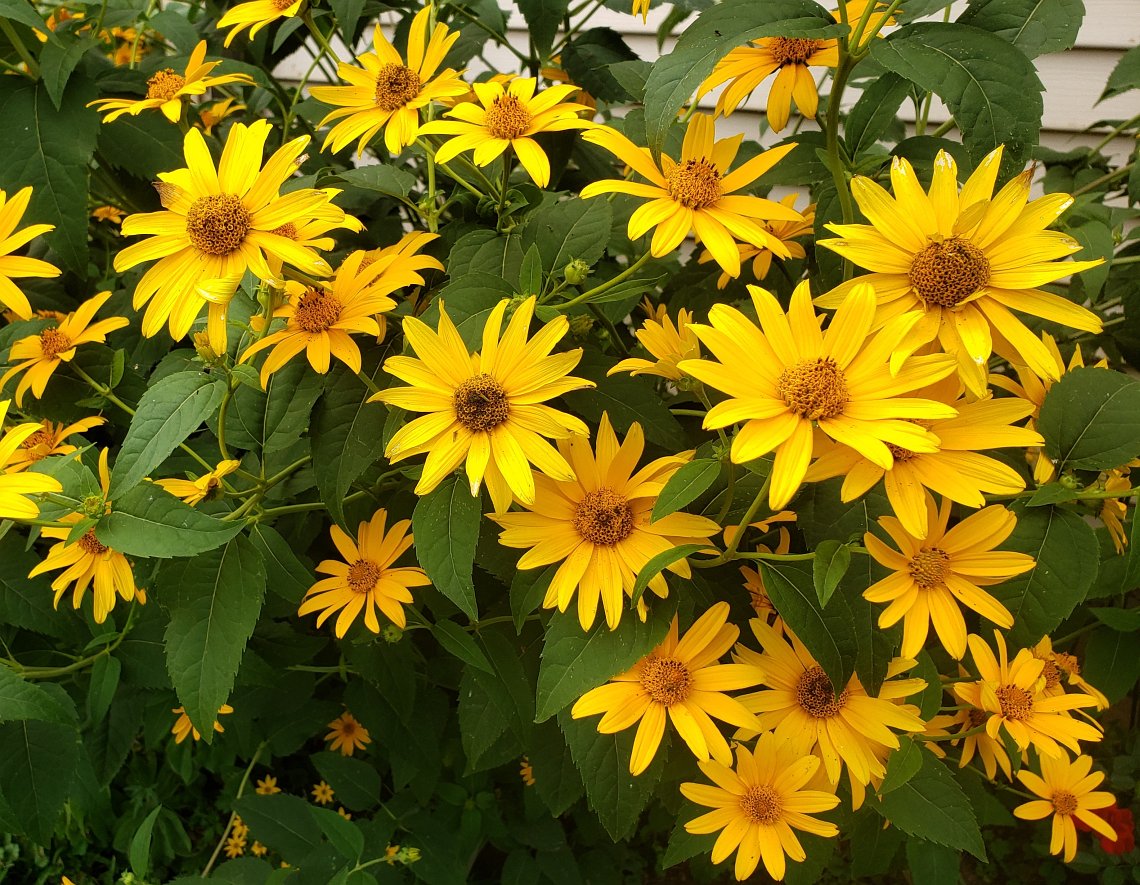 Yellow Heliopsis Flower seeds for Planting Garden Favorite Heirloom & GMO Free Seeds for Home Garden 
 
 Sale