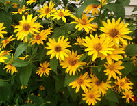 Yellow Heliopsis Flower seeds for Planting Garden Favorite Heirloom & GMO Free Seeds for Home Garden 
 
 Sale