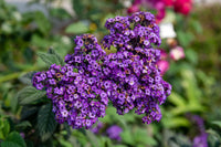 Purple Heliotrope Flower seeds for Planting - Vibrant Colors, Heirloom & GMO Free Seeds for Home Garden