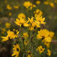 Helianthus Salicifolius Flower seeds for Planting - Cut Flower Favorite, Heirloom & GMO Free Seeds for Home Garden