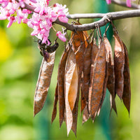 Planting Guide for Brown Redbud Tree Seeds