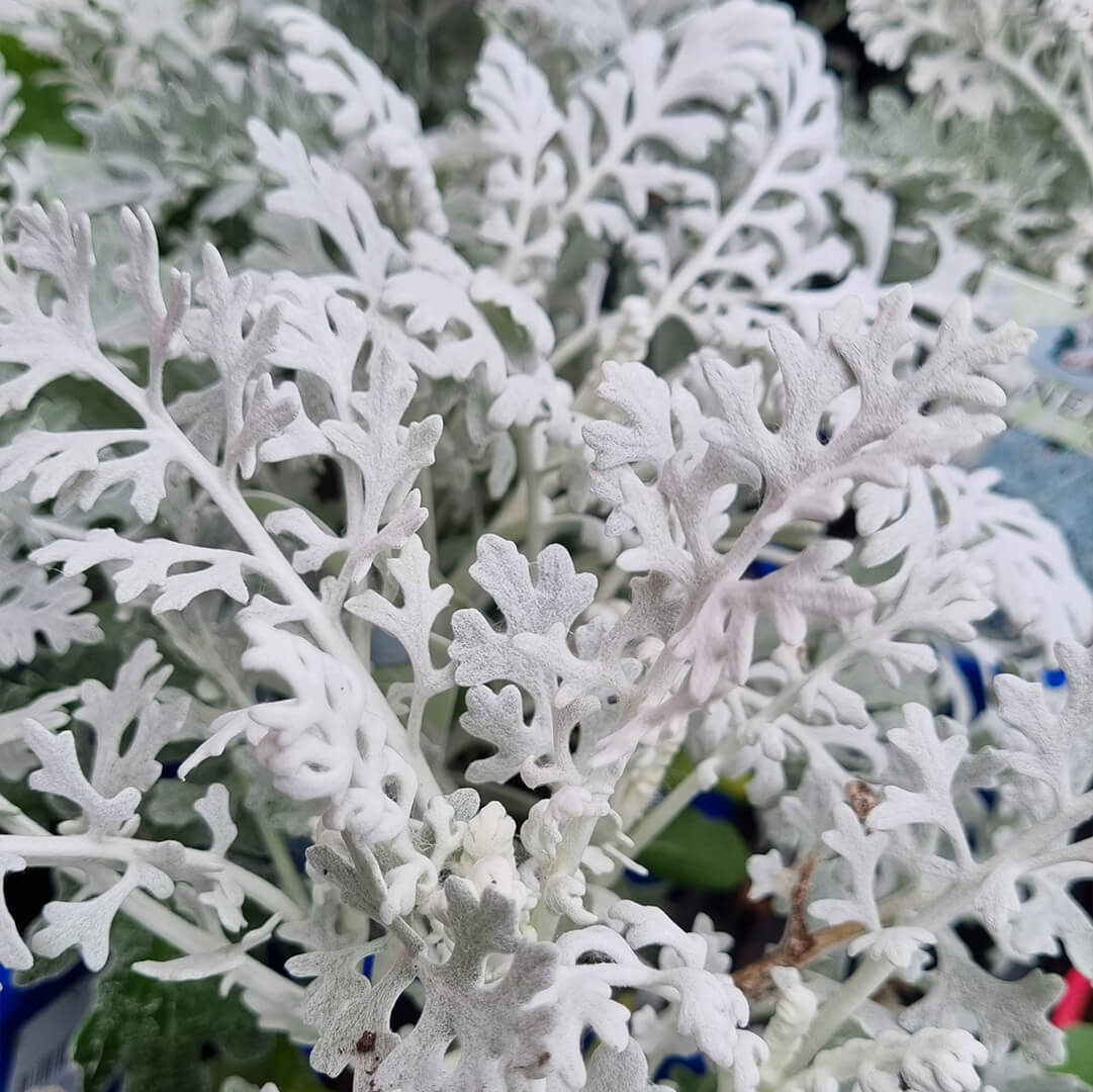 Gray Cineraria Dusty Flower seeds for Planting - Drought Tolerant, Heirloom & GMO Free Seeds for Home Garden