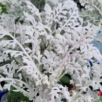 Gray Cineraria Dusty Flower seeds for Planting - Drought Tolerant, Heirloom & GMO Free Seeds for Home Garden