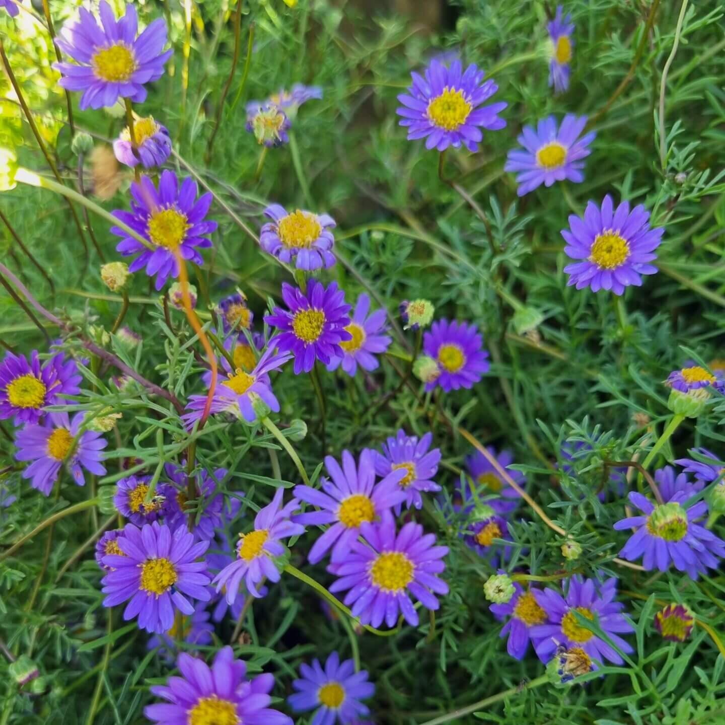 Violet Daisy Flower seeds for Planting - Sun Loving, Heirloom & GMO Free Seeds for Home Garden