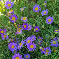 Violet Daisy Flower seeds for Planting - Sun Loving, Heirloom & GMO Free Seeds for Home Garden