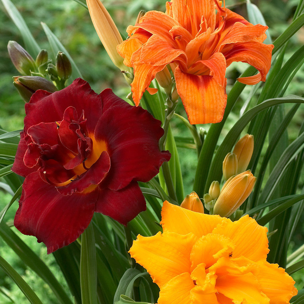 Mixed Hemerocallis Flower Seeds for Planting Easy to Grow Heirloom & GMO Free Seeds for Home Garden
 
 Sale