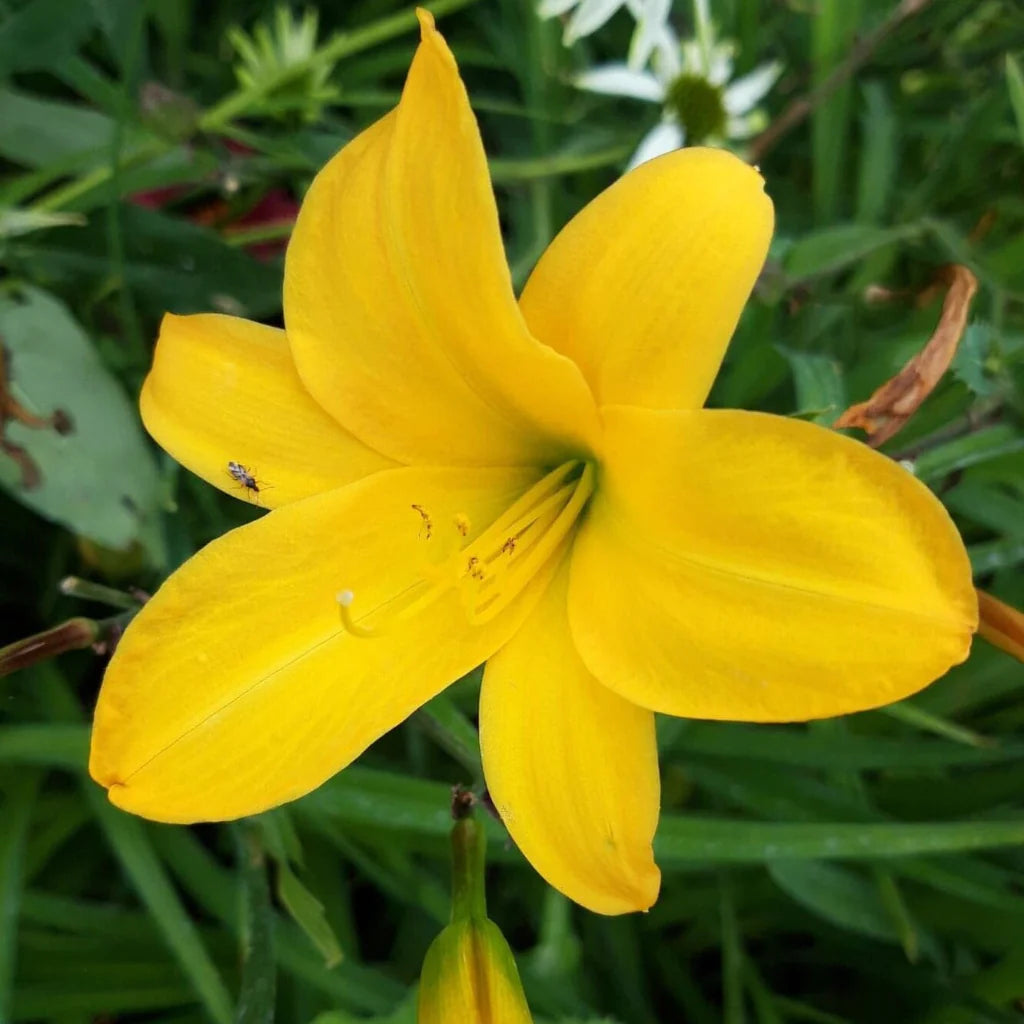 Yellow Hemerocallis Flower Seeds for Planting Wildflower Mix Heirloom & GMO Free Seeds for Home Garden
 
 Sale