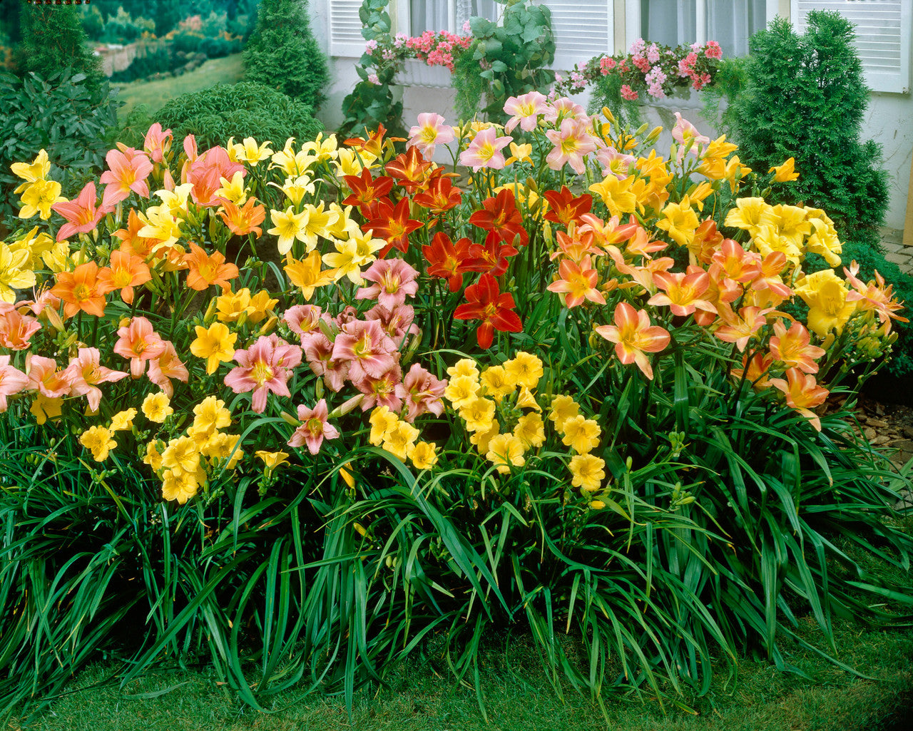 Mix Hemerocallis Flower seeds for Planting - Pollinator Friendly, Heirloom & GMO Free Seeds for Home Garden