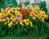 Mix Hemerocallis Flower seeds for Planting - Pollinator Friendly, Heirloom & GMO Free Seeds for Home Garden