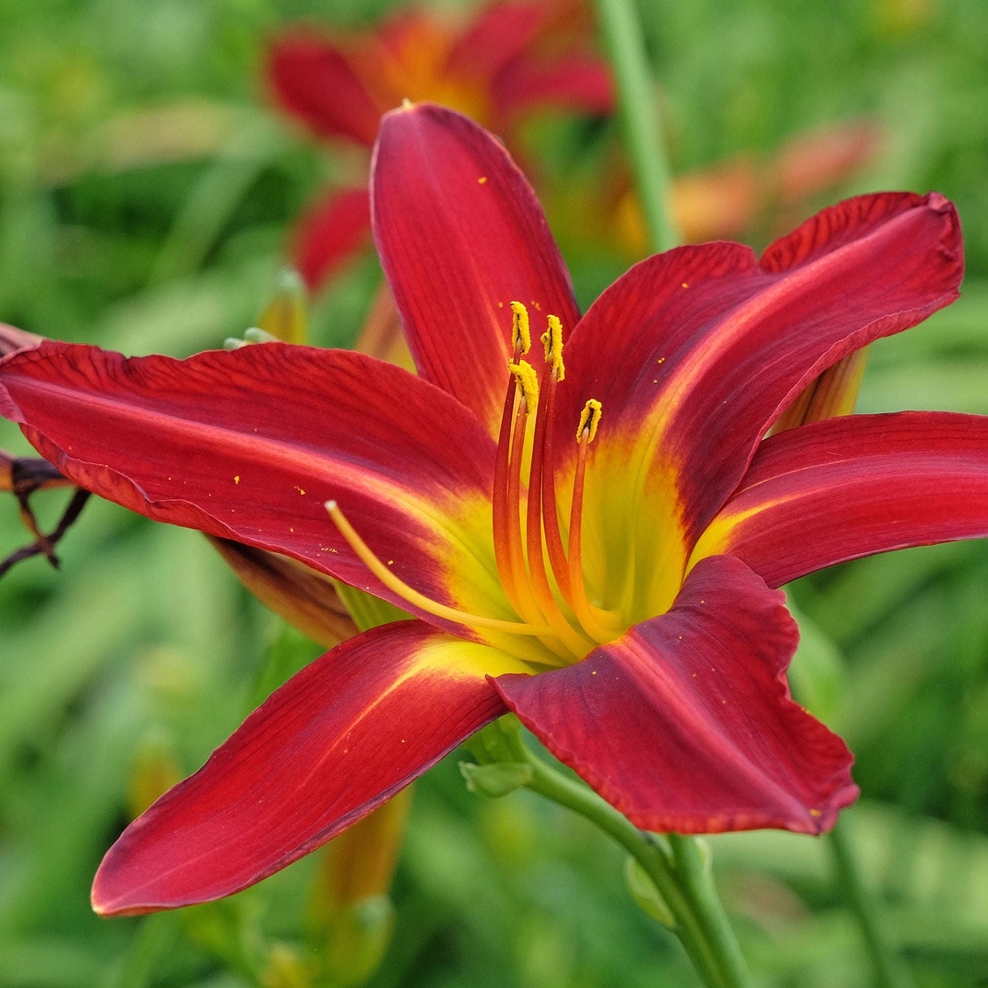 Yellow Red Hemerocallis Flower seeds for Planting - Sun Loving, Heirloom & GMO Free Seeds for Home Garden