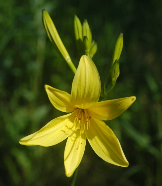 Light Green Hemerocallis Flower seeds for Planting - Cottage Garden Essential, Heirloom & GMO Free Seeds for Home Garden